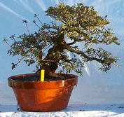 Bonsai_big