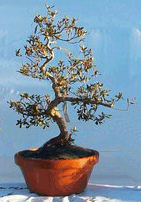 Bonsai_large