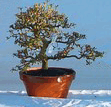 Bonsai_cascade