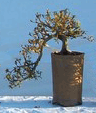 Bonsai_old_tree